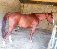 Vente de cheval : LKWICK DE NABOULY